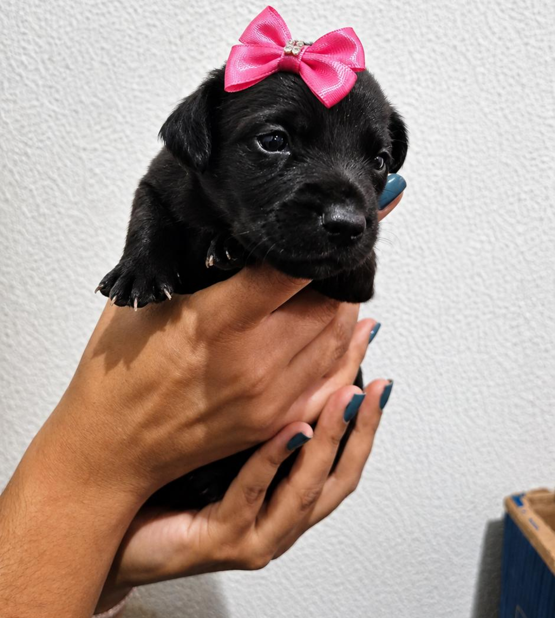 Docinho