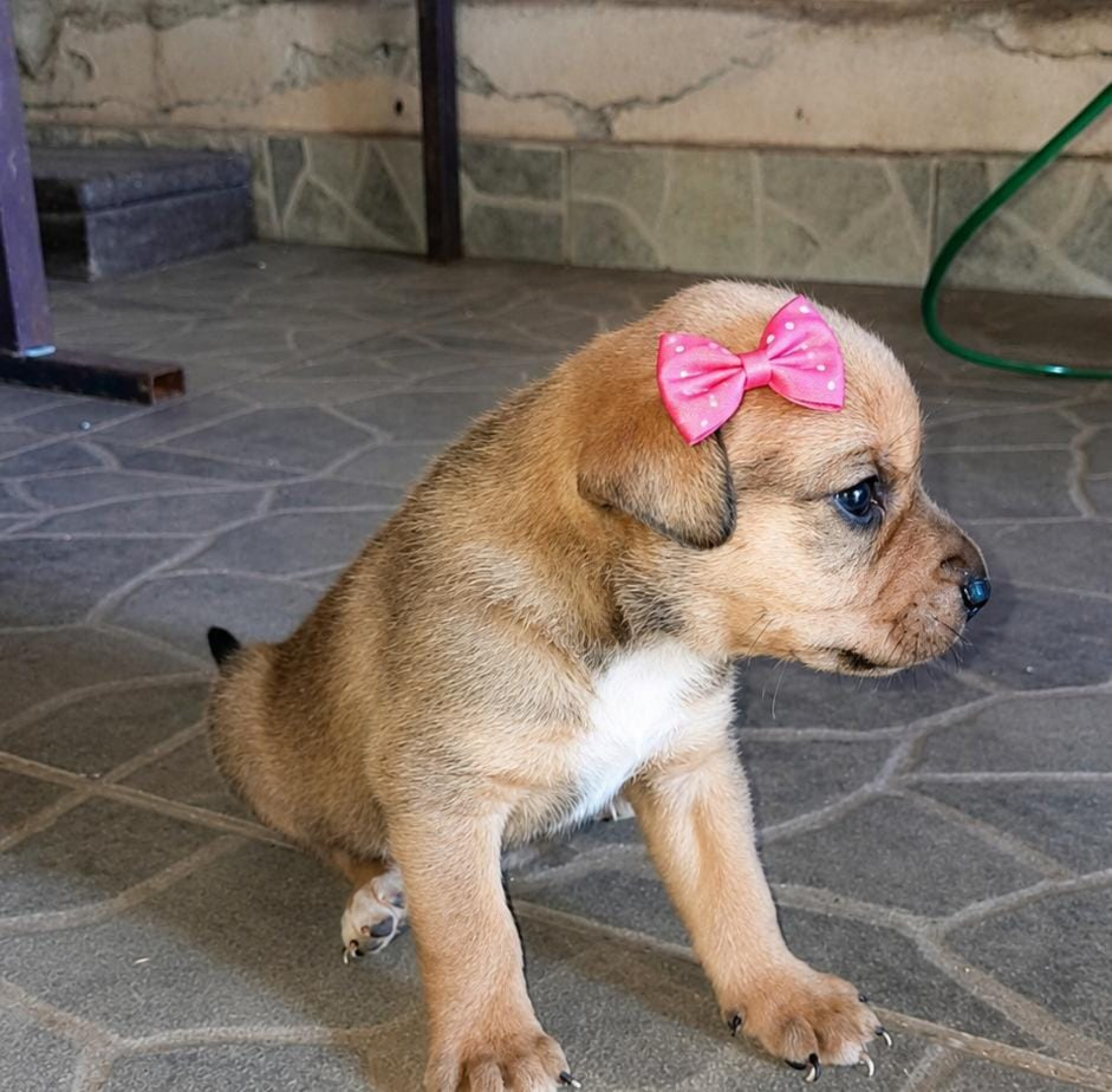 Princesa
