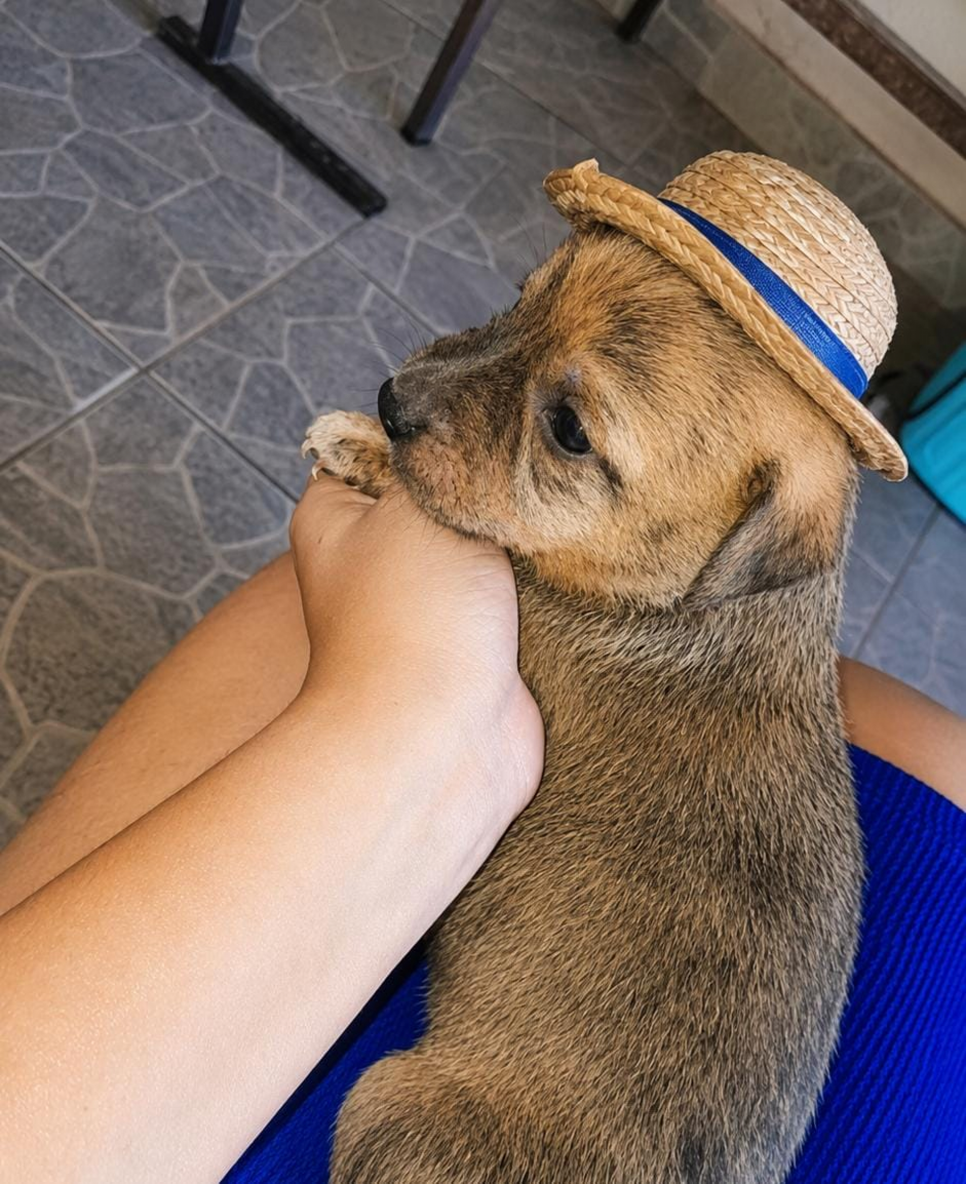 Pitico
