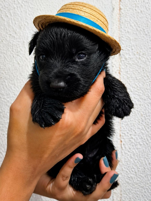 Foto de Donatello