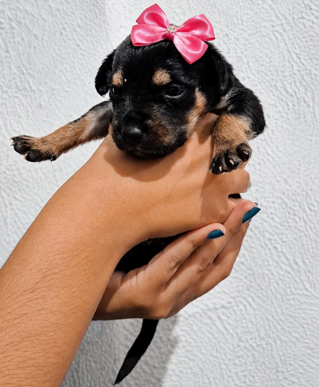 Foto de Florzinha