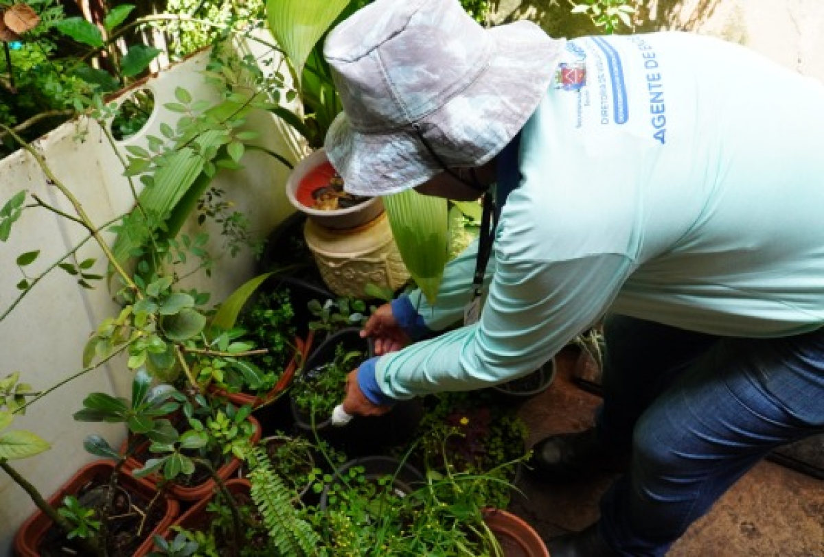 Agente de endemias realiza inspeção em vasos de plantas para prevenção de focos do mosquito da dengue.