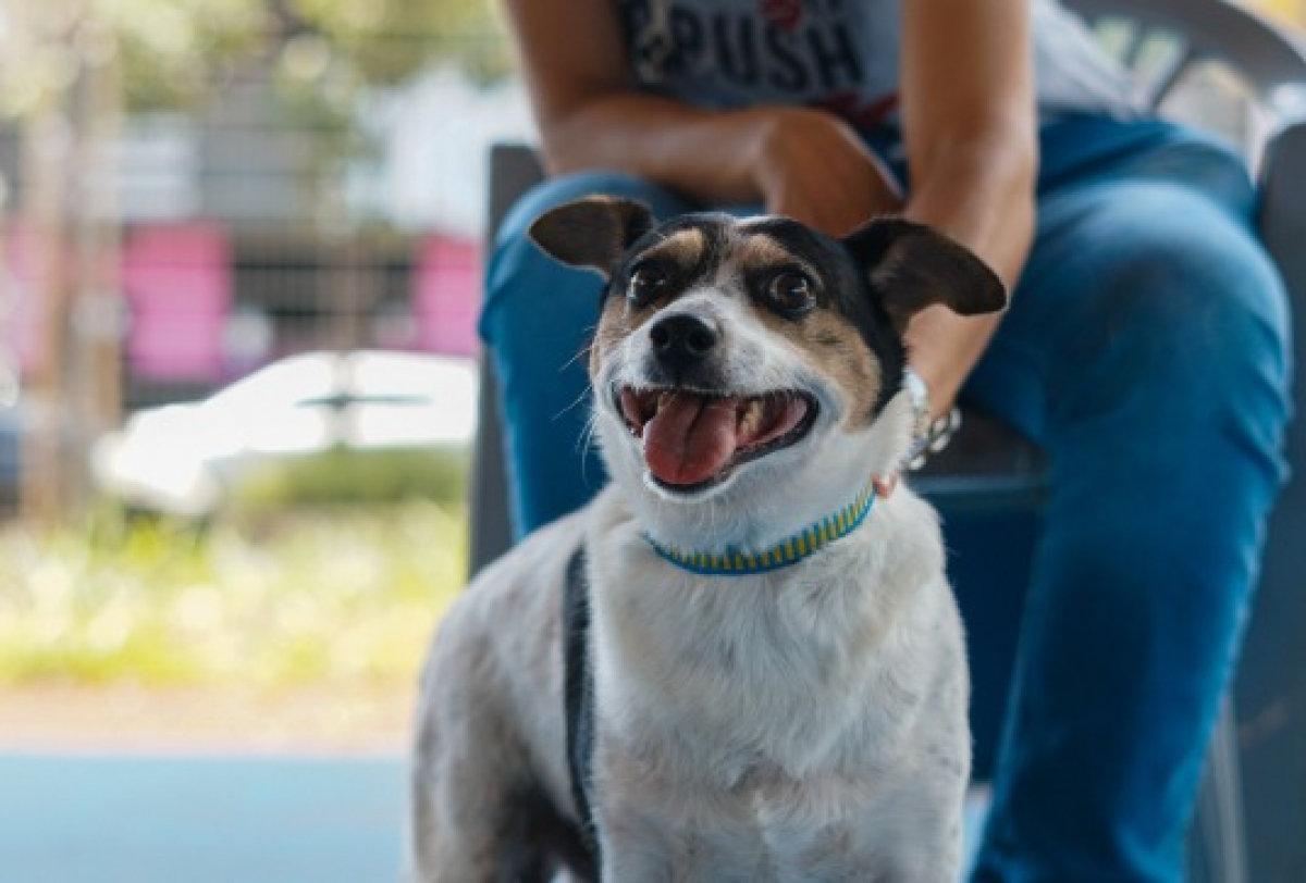 Um cachorro adorável curtindo o momento ao ar livre com sua expressão alegre e vibrante.