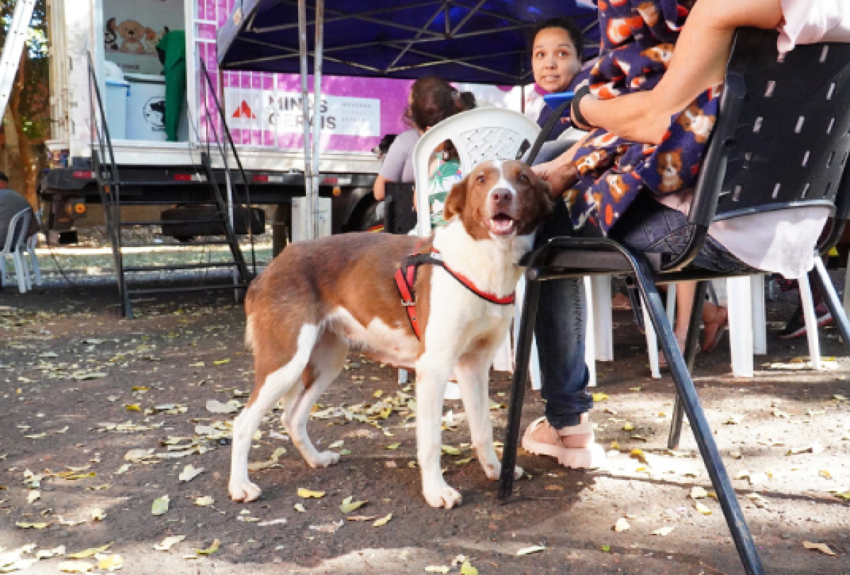 Um evento que promove união e cuidado com animais, capturando momentos de conexão e alegria.