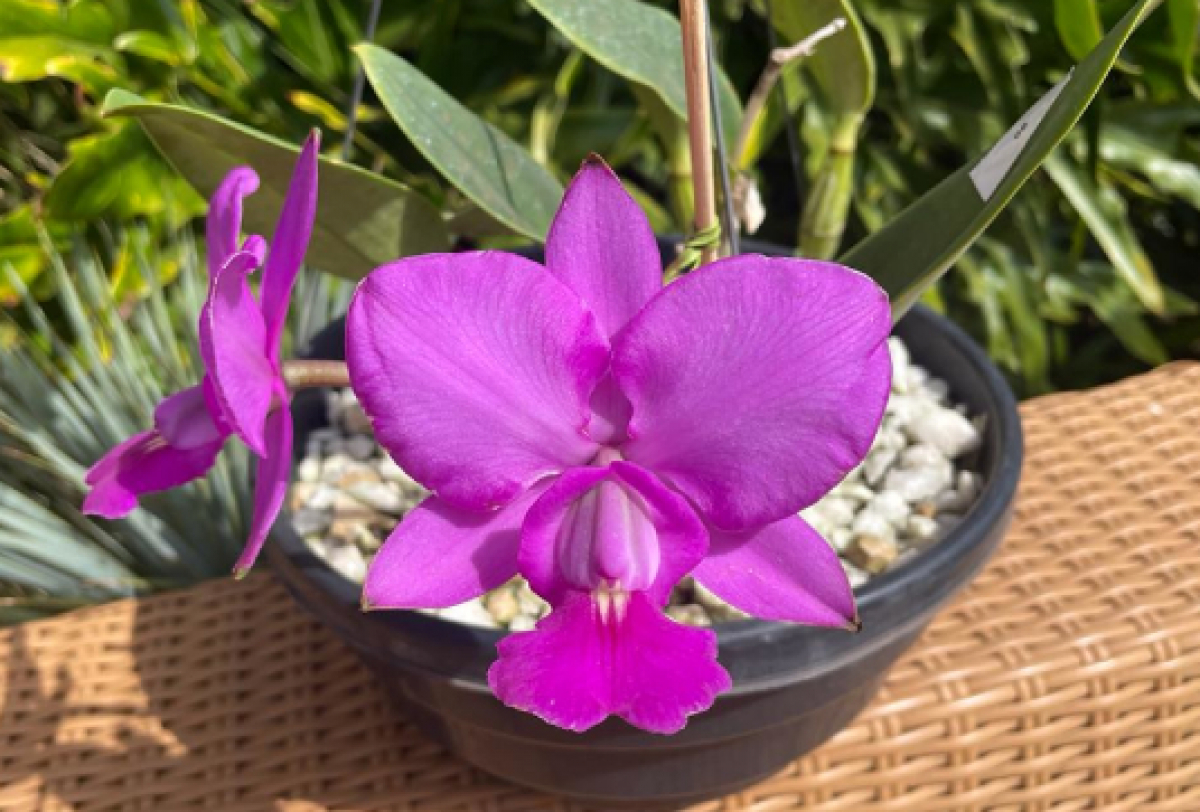 A imagem mostra uma orquídea roxa florida em um vaso preto.