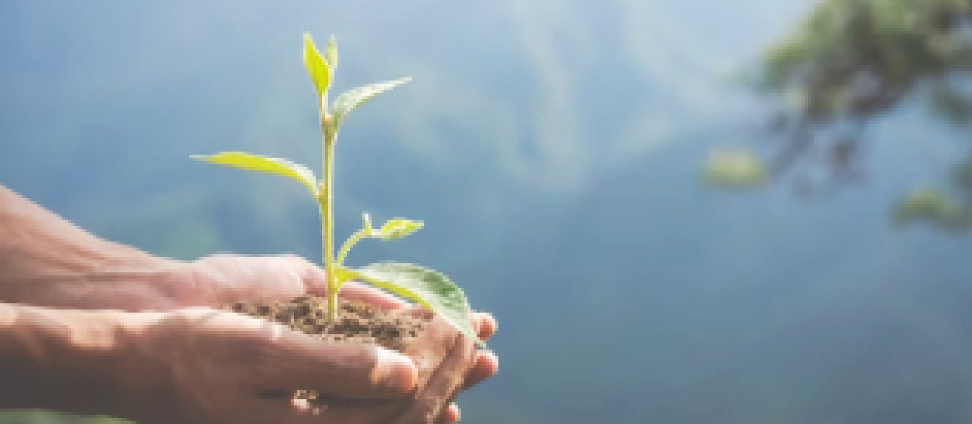 Uma imagem simbólica de mãos cuidando de uma pequena planta, destacando o tema de crescimento e conservação ambiental.