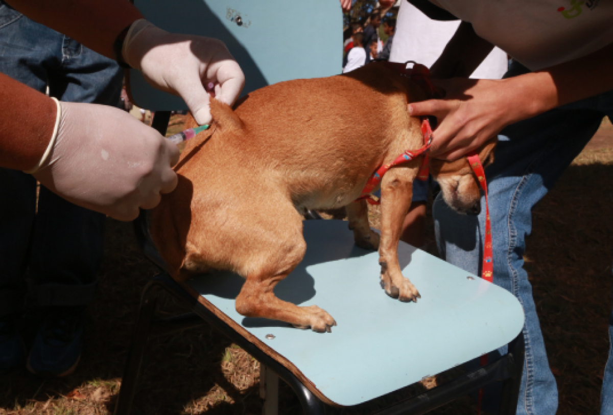 Cão é vacinado contra raiva durante campanha de vacinação antirrábica.