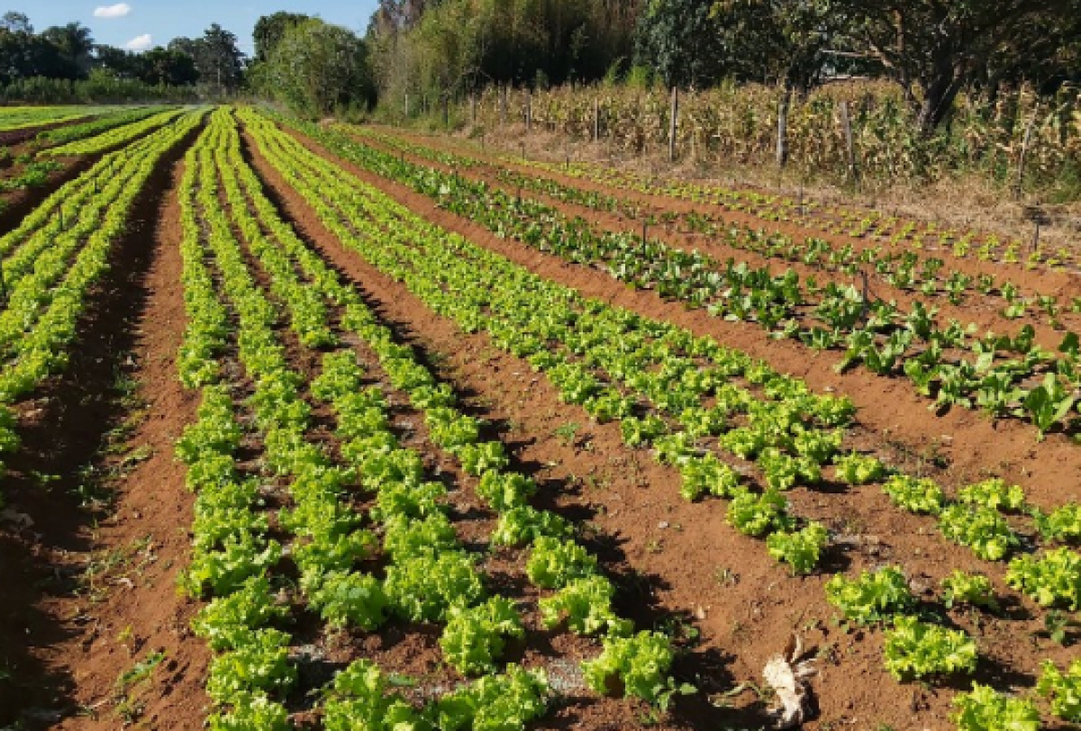 Imagem retrata um ambiente de vendas de legumes com produtos de alta qualidades para o comerciante. 