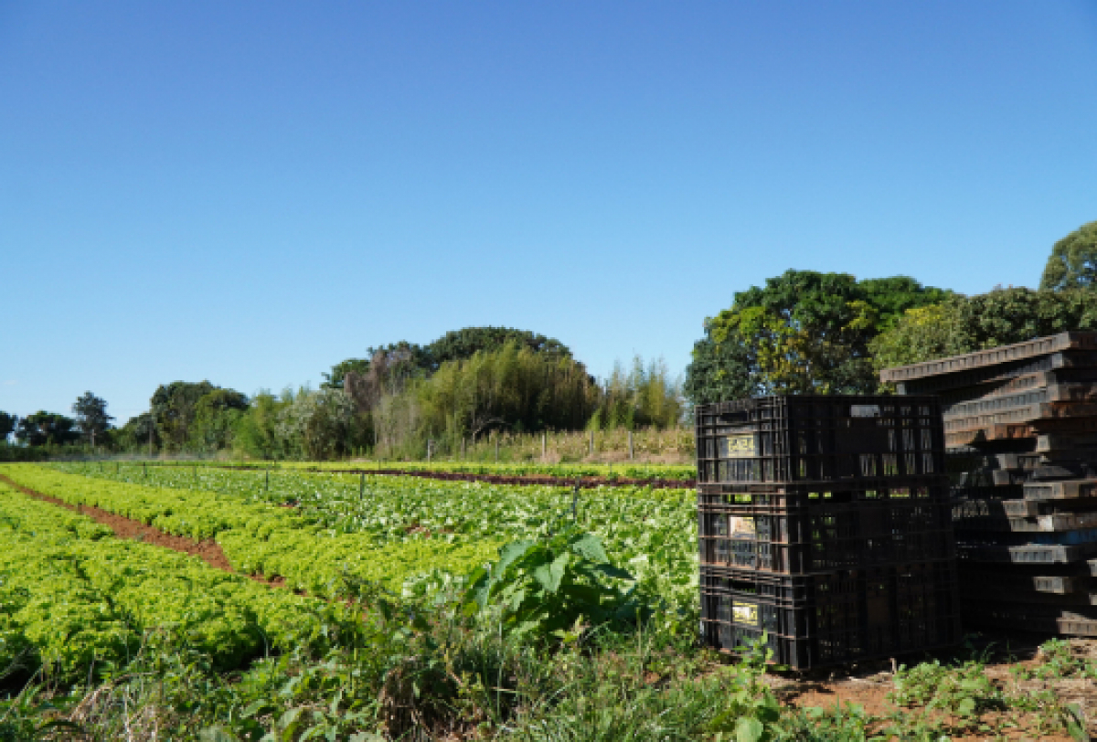 O campo agrícola da imagem mostra fileiras de alfaces verdes, caixas plásticas pretas e paletes de plástico.