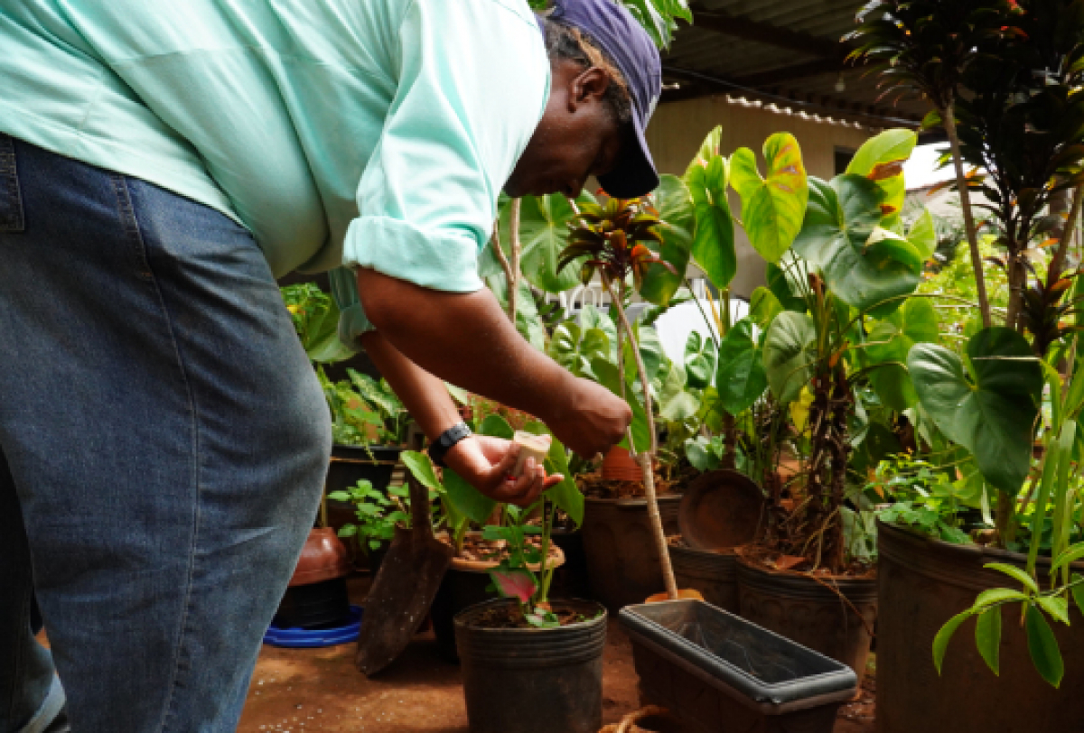 A imagem mostra uma pessoa cuidando de plantas em um jardim, usando uma camisa verde, jeans azul e um boné.