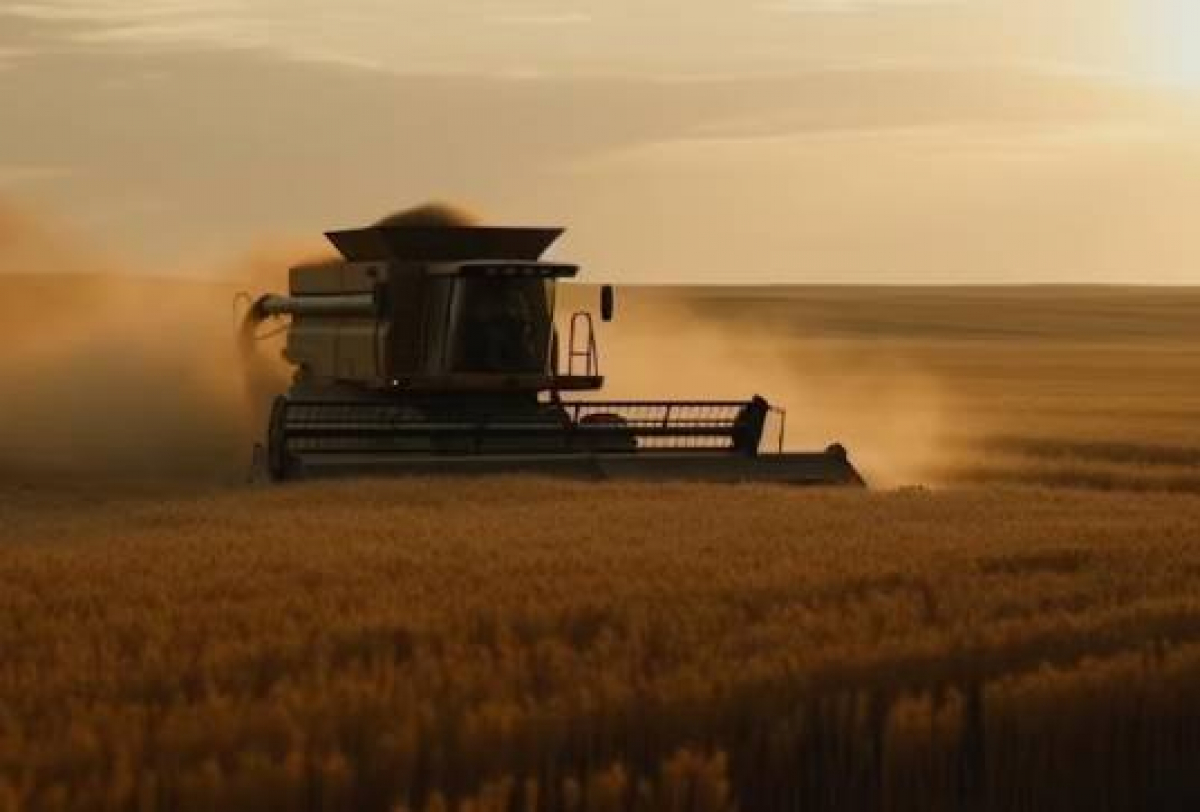 Colheitadeira operando em um campo dourado ao amanhecer ou entardecer.