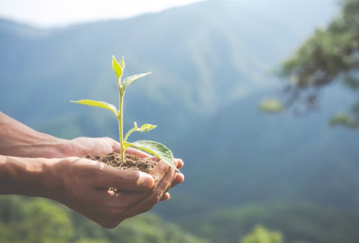 A imagem mostra um par de mãos segurando uma pequena planta com folhas verdes, em um ambiente natural ao ar livre.