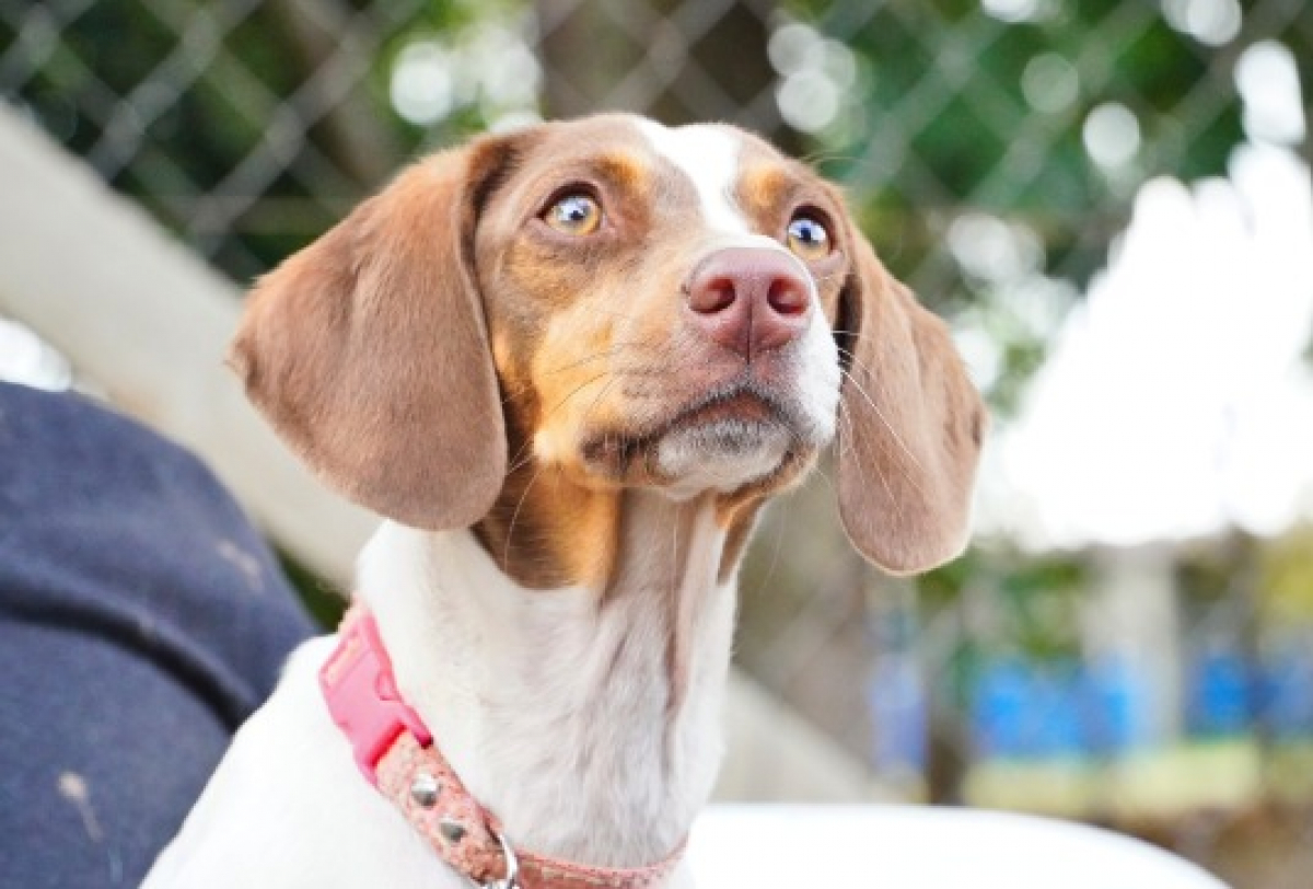 Cachorro branco e marrom, de coleira rosa, olhando atentamente para a câmera em área externa.