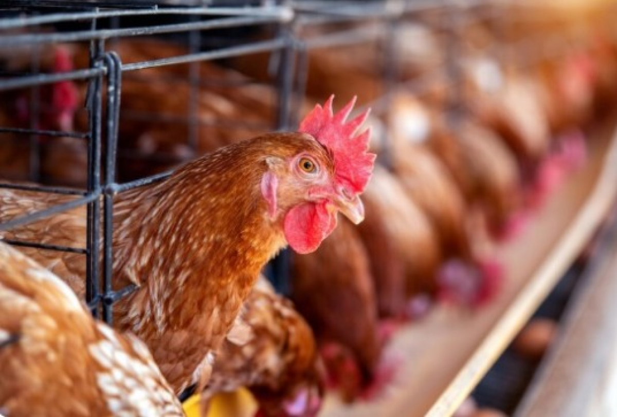 Galinhas poedeiras confinadas em gaiolas em um sistema de produção intensiva de ovos.
