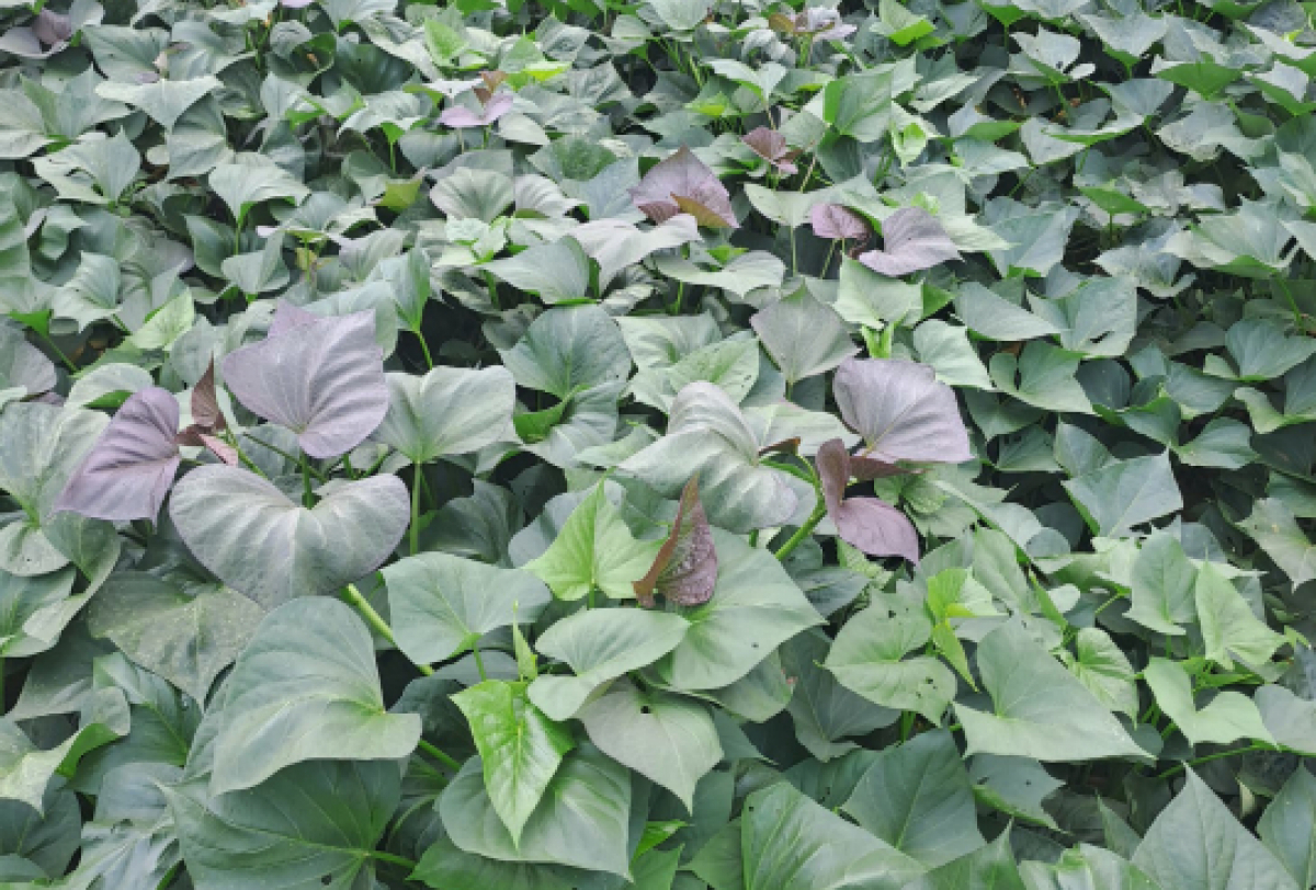 A imagem mostra uma plantação densa de batata-doce, com folhas verdes e algumas com tonalidade roxa.