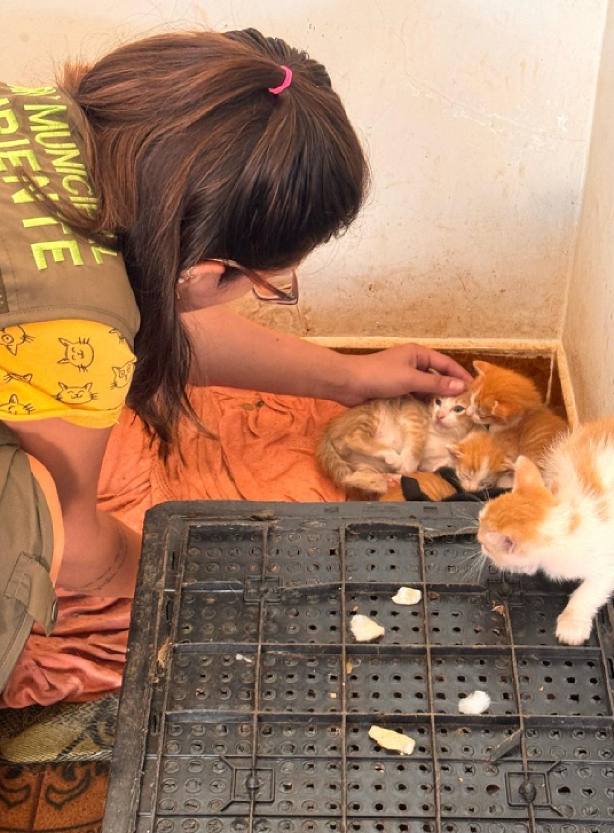 Uma mulher cuida de filhotes de gato em um abrigo ou resgate de animais.