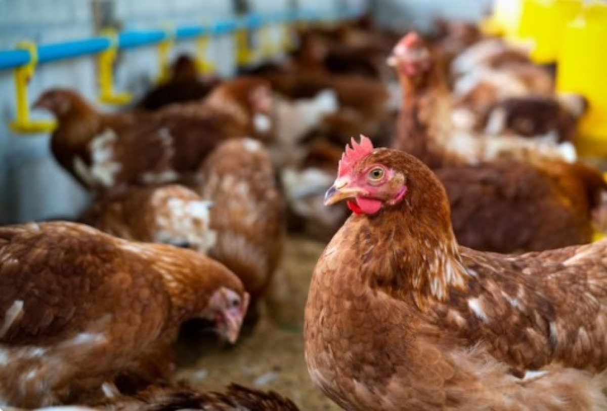 A imagem mostra várias galinhas marrons em um ambiente de criação, provavelmente um galpão de granja.