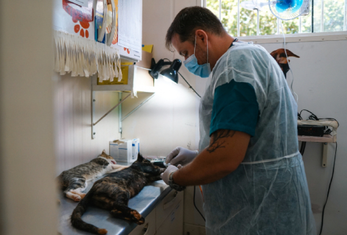Veterinário realiza procedimento de castração em gatos em uma clínica.