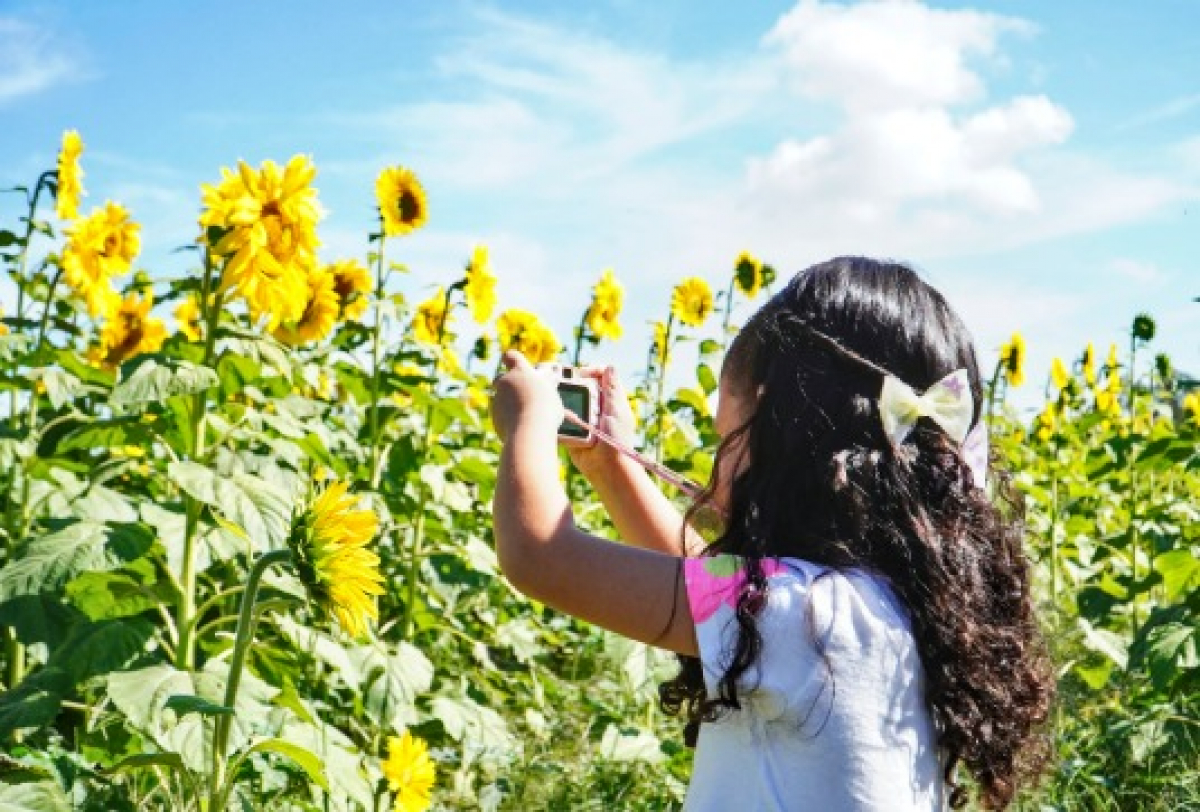 Menina fotografa girassóis em um campo ensolarado, transmitindo um momento de alegria e conexão com a natureza.