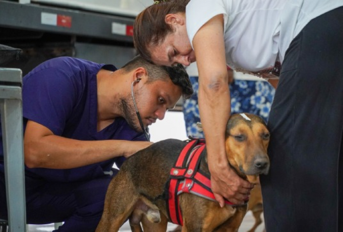 Veterinário examina um cachorro com auxílio de uma tutora.